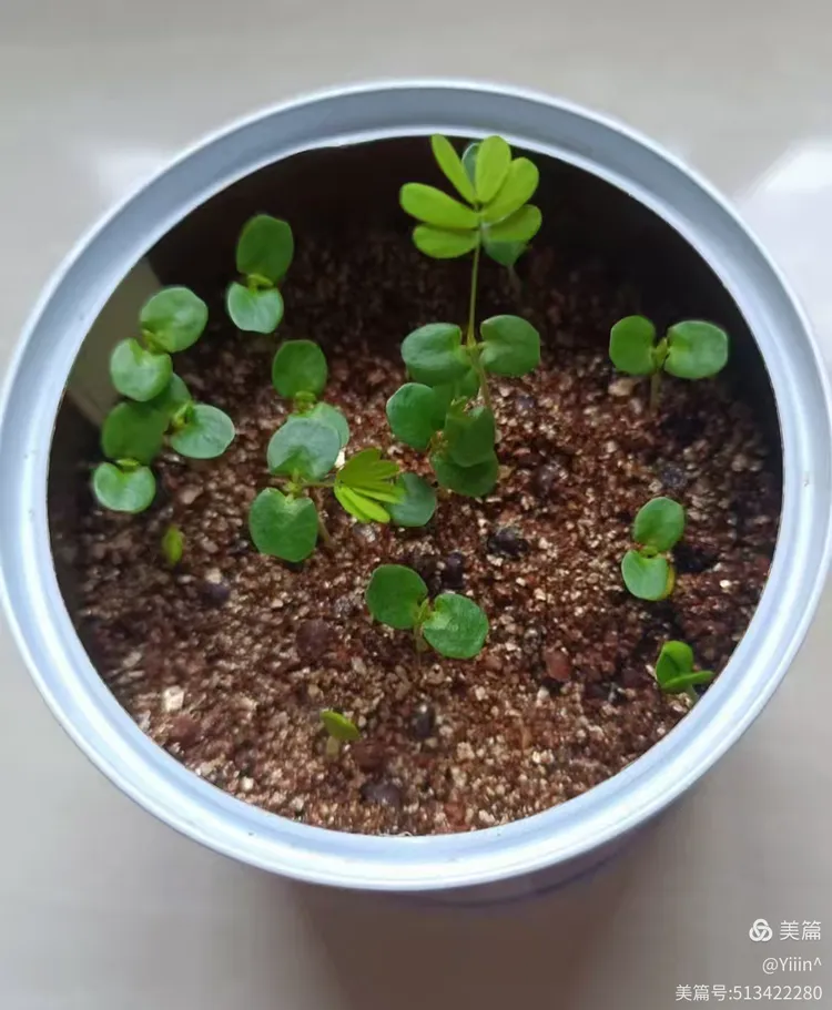 含羞草生长过程